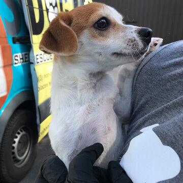 Happy relocated pup being held in front of SAVEDOG van